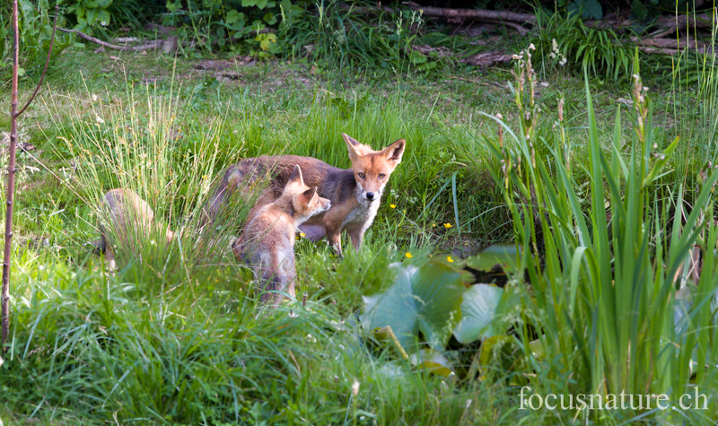 Renard 6036.jpg - Renardeau roux et sa mère, dans un étang du jardin, Vulpes vulpes (Ermitage, Genève, Suisse, juin 2013)